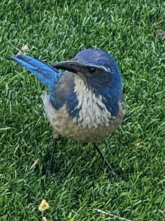 Blue bird standing on grass